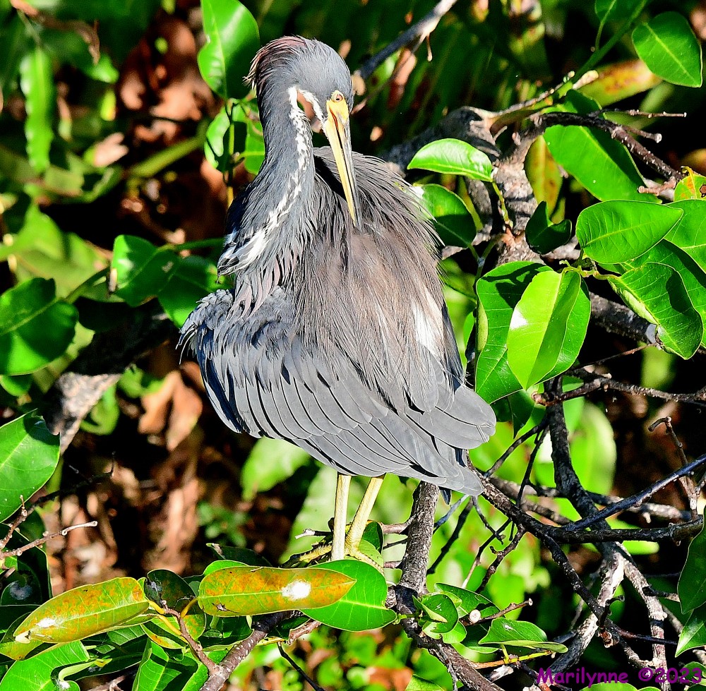 DSC_8391_001.JPG