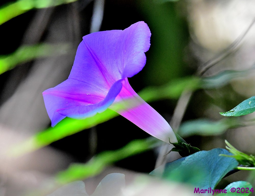 DSC_8393_001.JPG