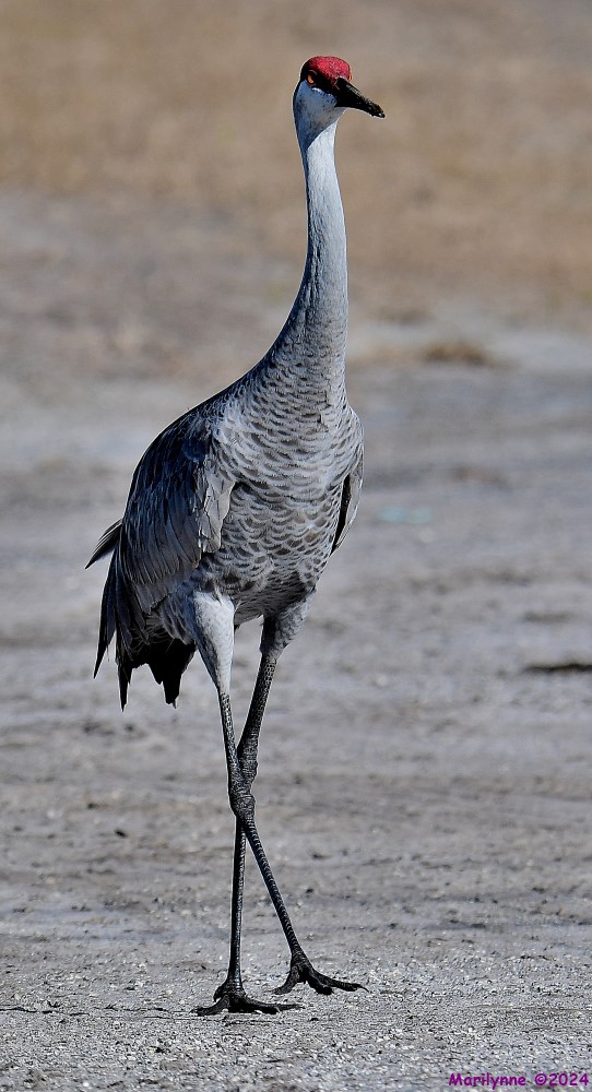 DSC_8393_001.JPG