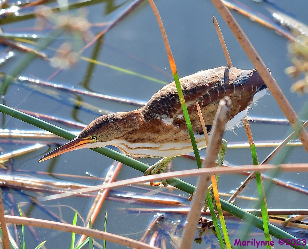 DSC_8394_001.JPG