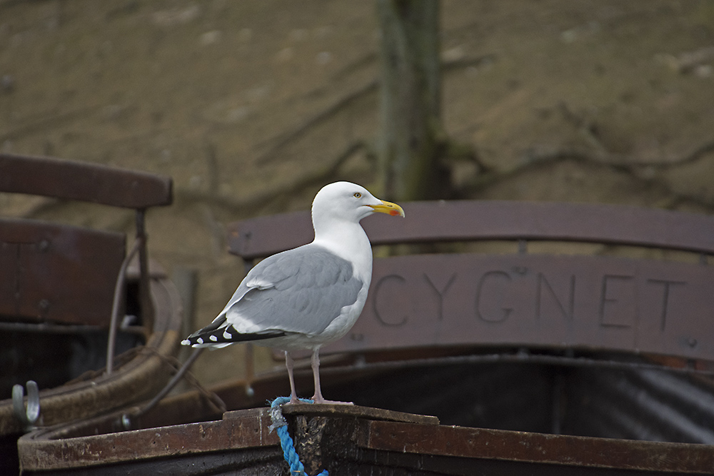 DSC_8395.jpg