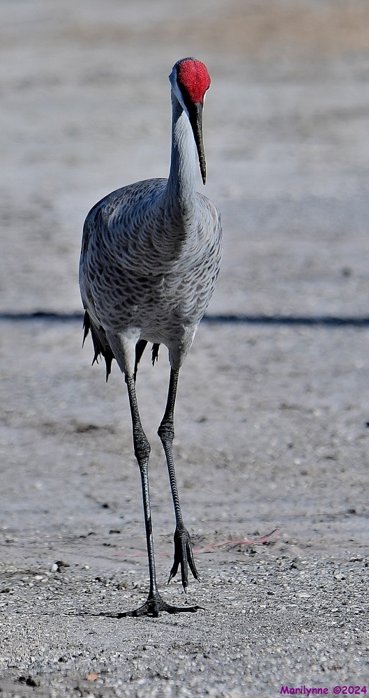 DSC_8395_001.JPG