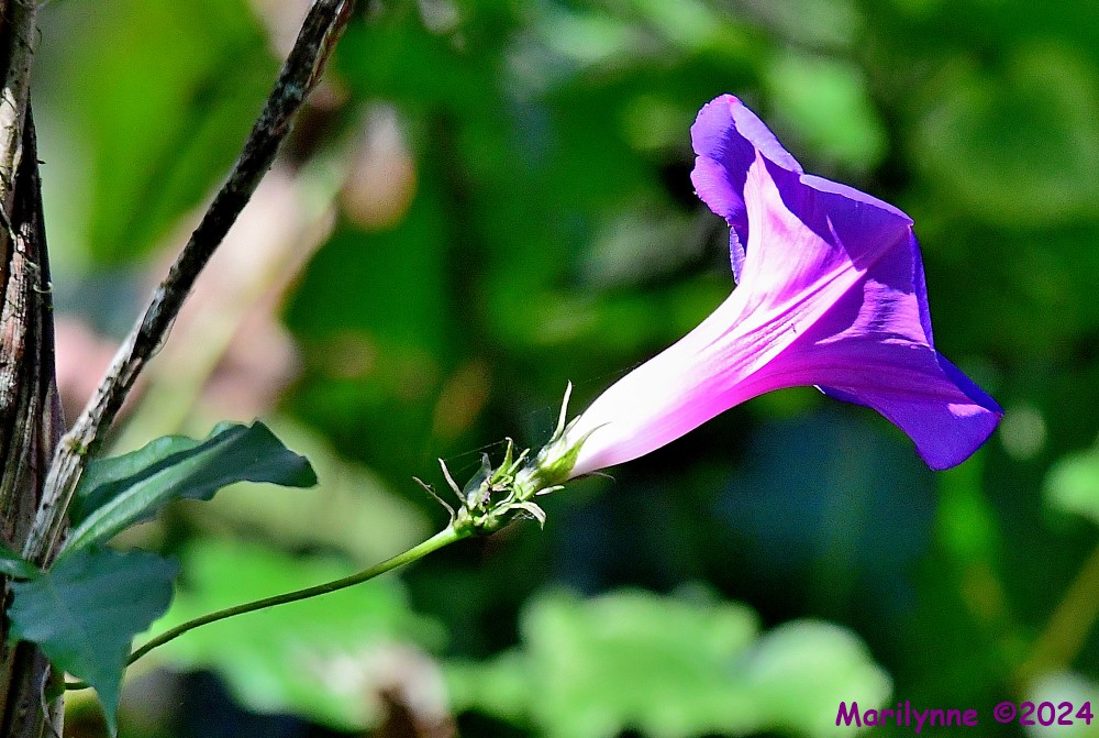 DSC_8397_001.JPG
