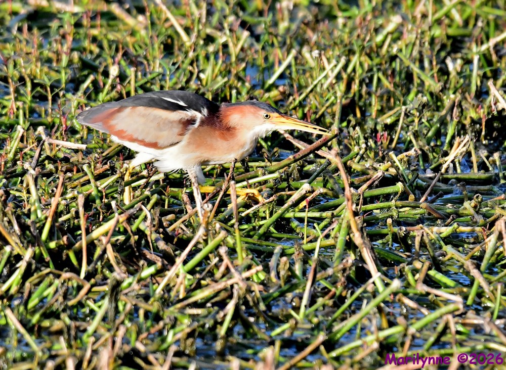 DSC_8397_001.JPG