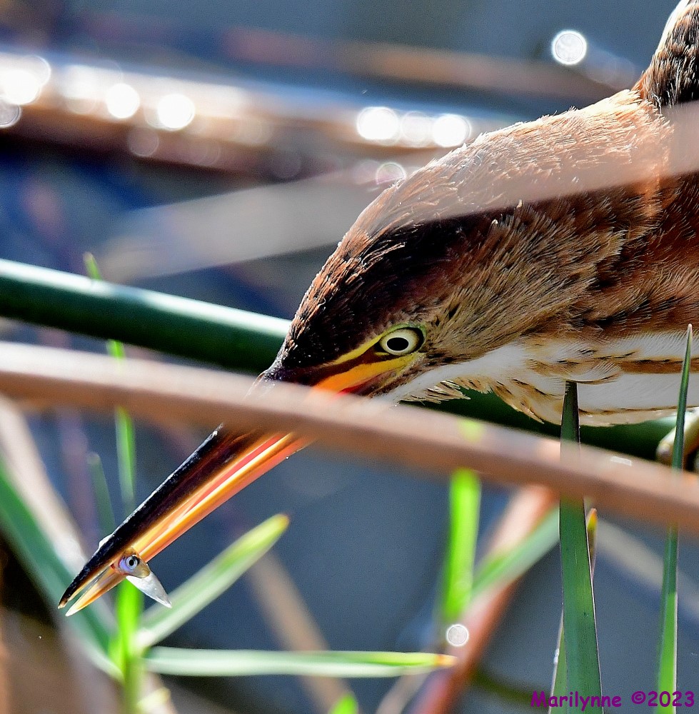 DSC_8398_001.JPG