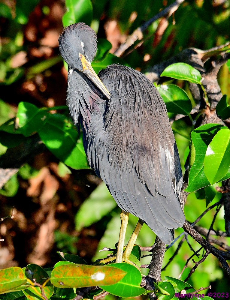 DSC_8398_001.JPG