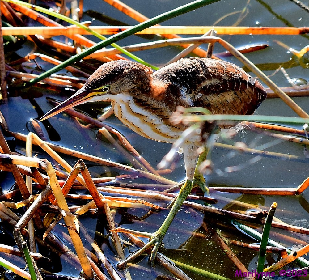 DSC_8399_001.JPG