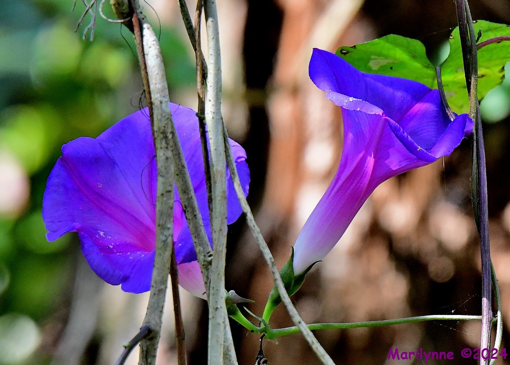DSC_8399_001.JPG