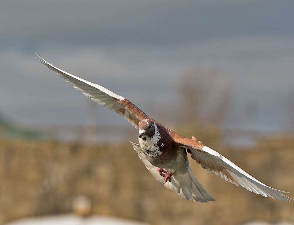 DSC_8401.jpg