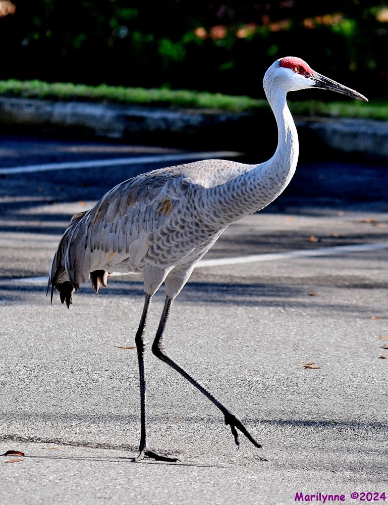 DSC_8402_001.JPG