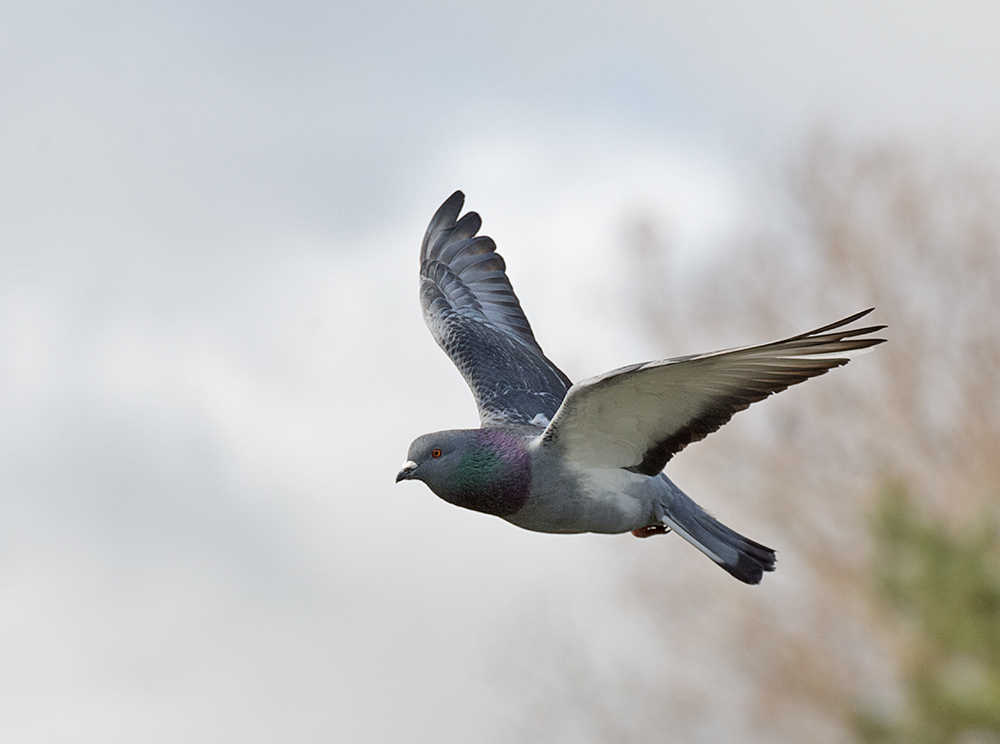 DSC_8403.jpg