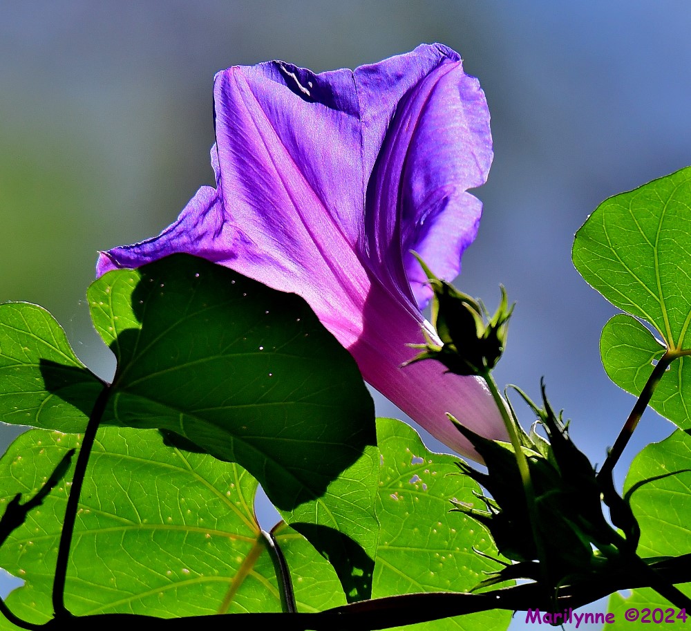 DSC_8405_001.JPG