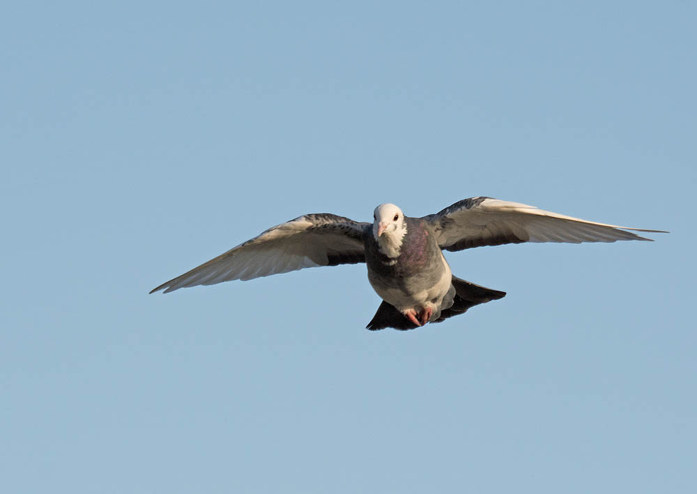 DSC_8407.jpg