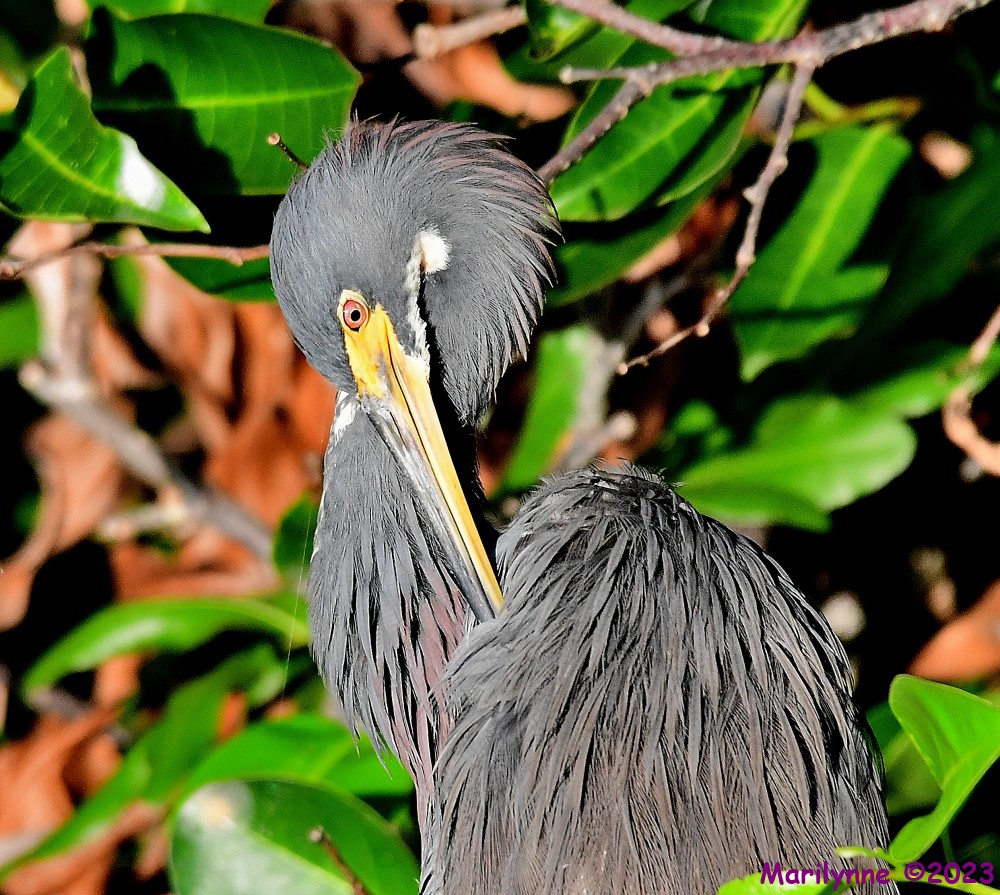 DSC_8407_001.JPG
