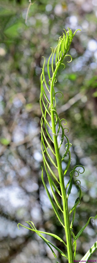 DSC_8413_stitch4_001.JPG
