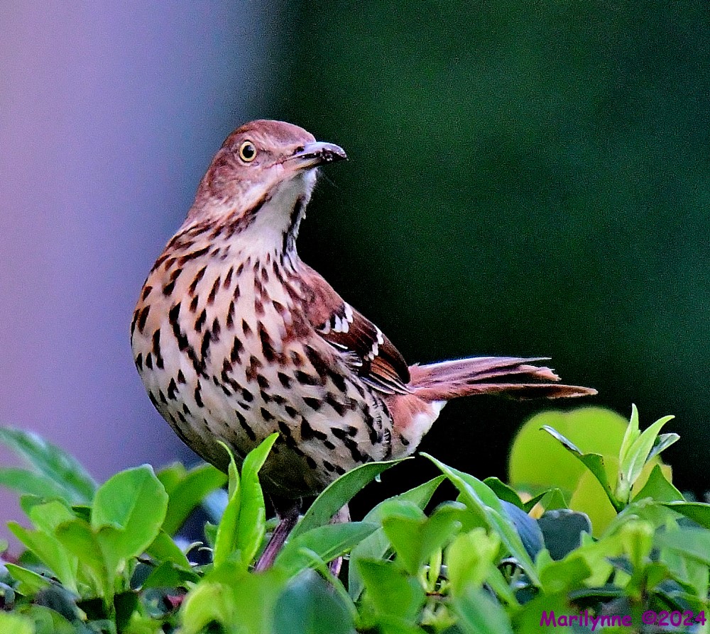 DSC_8414_001.JPG