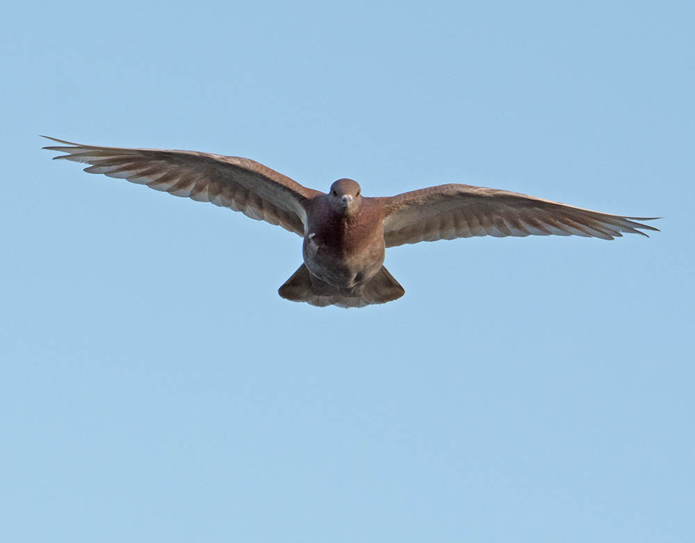 DSC_8415.jpg