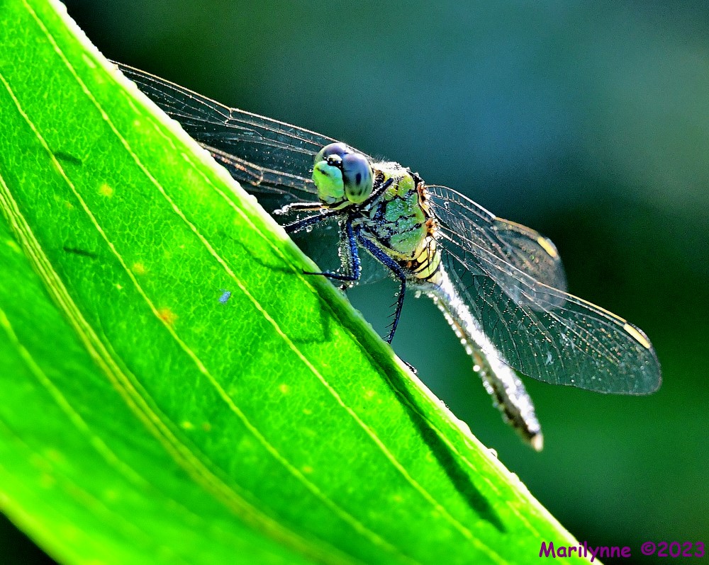 DSC_8419_001.JPG