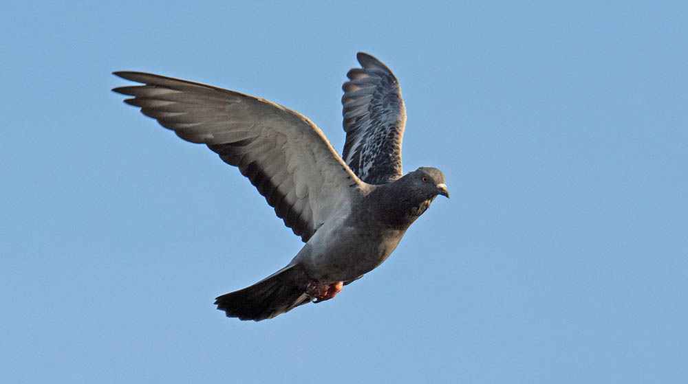 DSC_8420.jpg