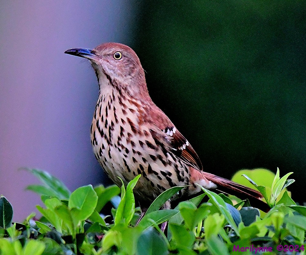 DSC_8420_001.JPG