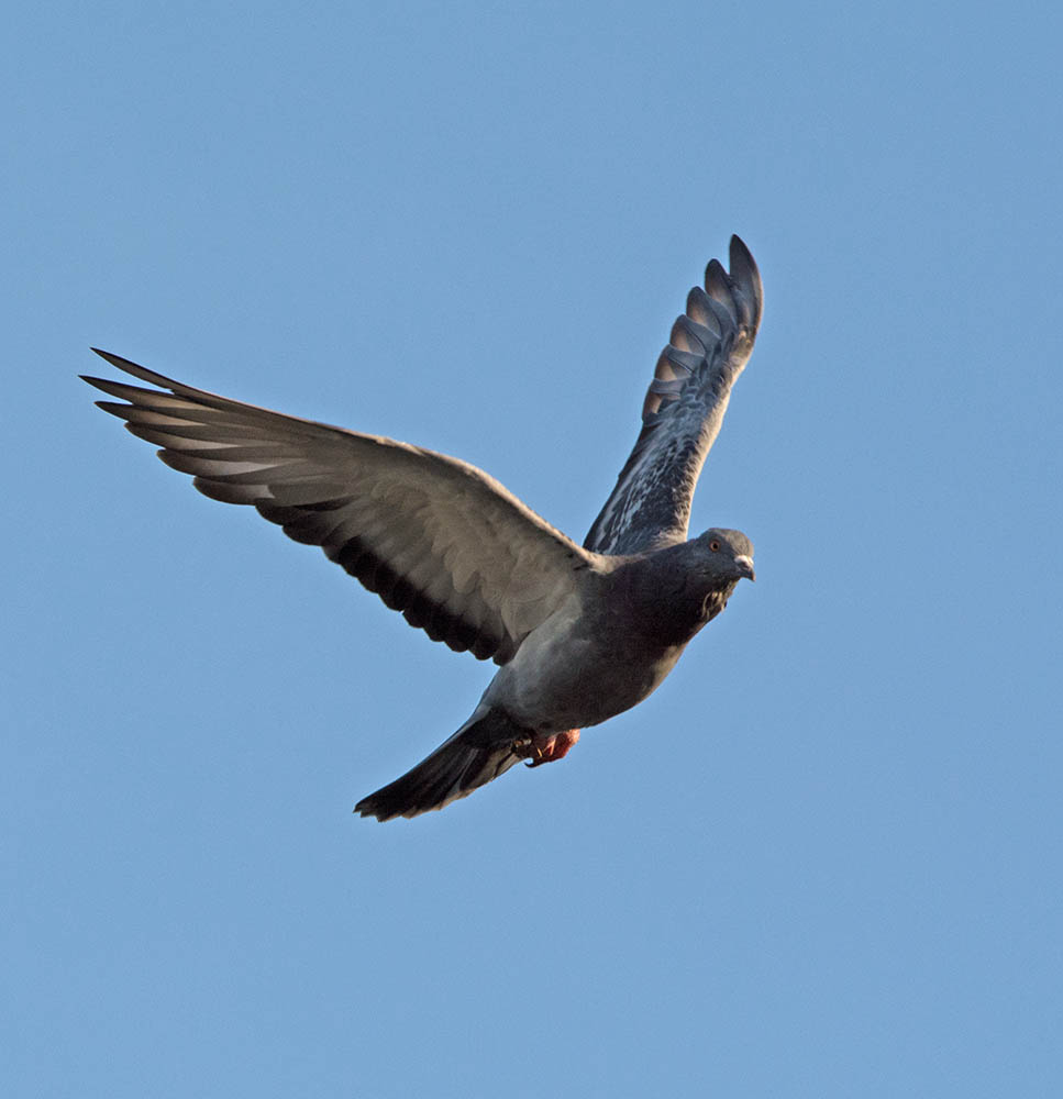 DSC_8421.jpg