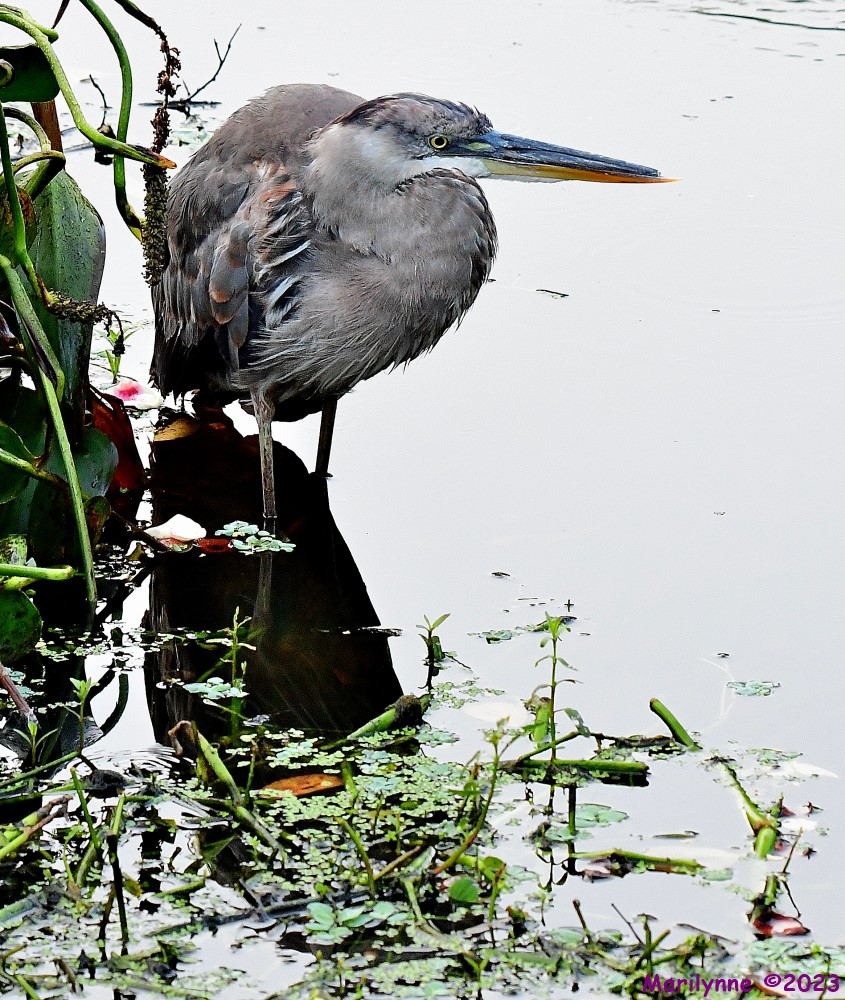 DSC_8423_001.JPG