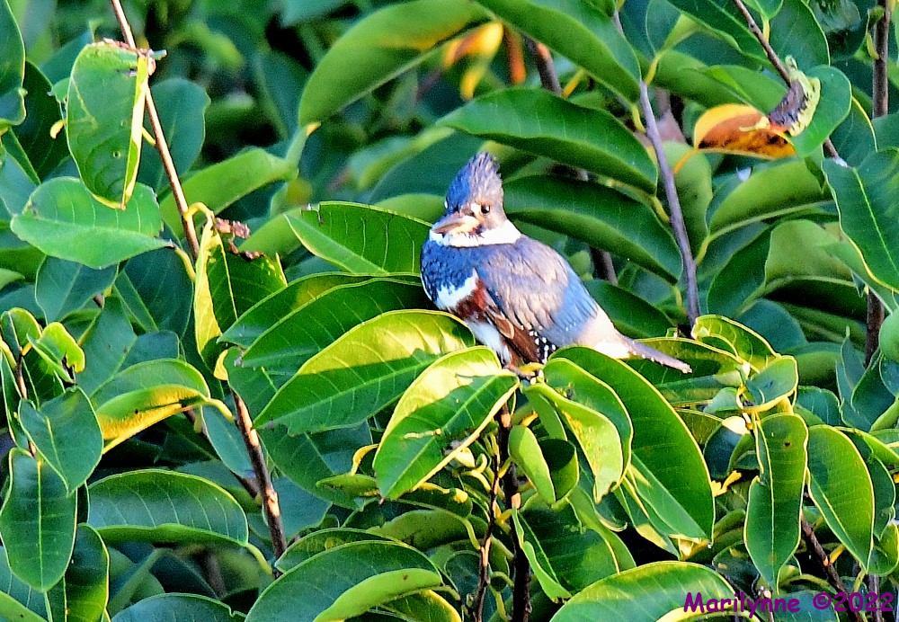 DSC_8424_001.JPG