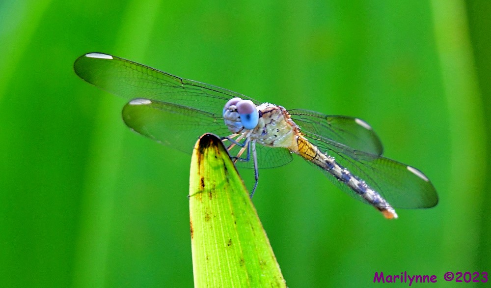 DSC_8424_001.JPG