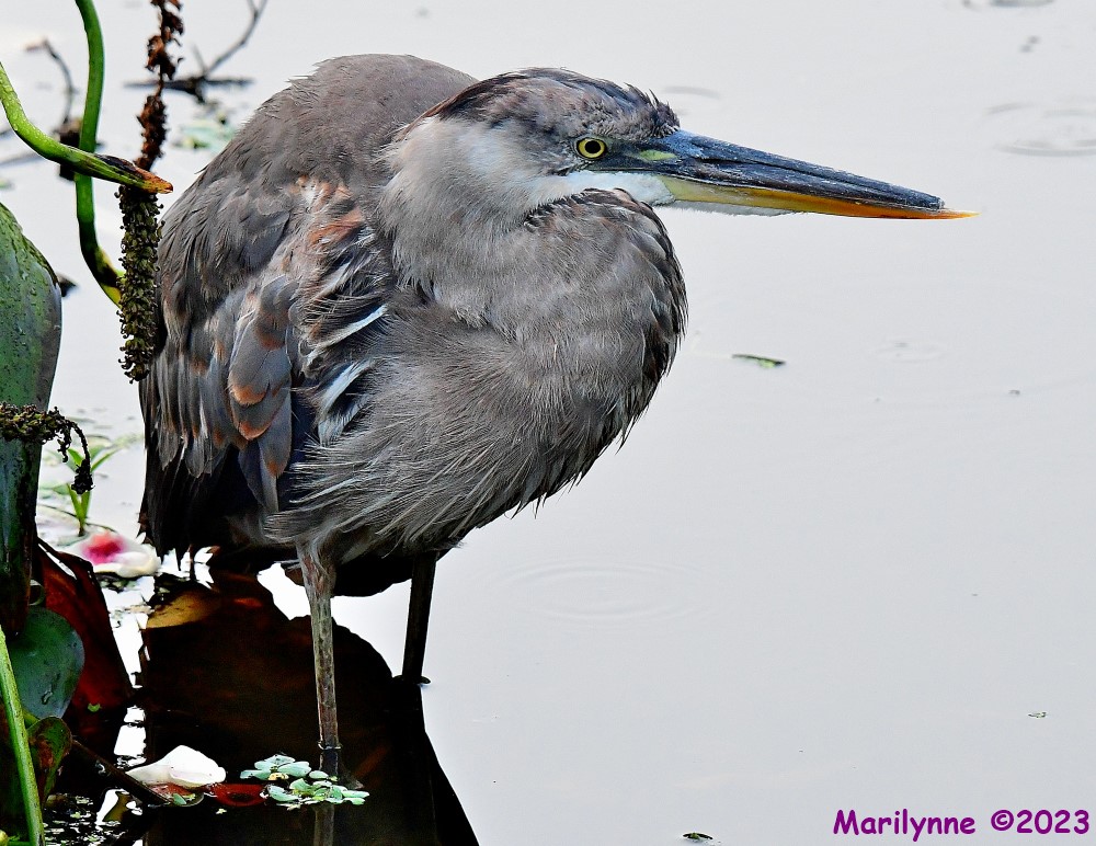 DSC_8425_001.JPG