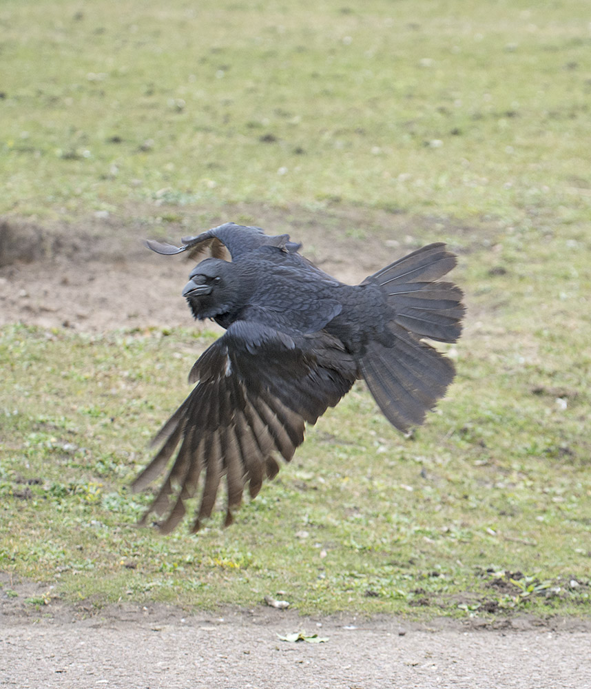 DSC_8429.jpg