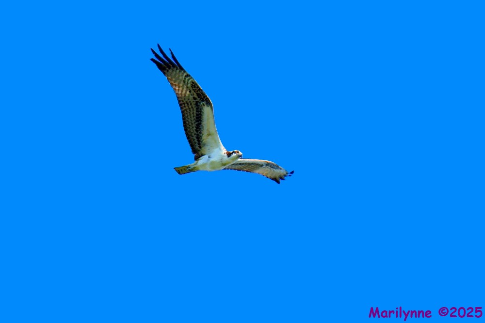 DSC_8429_001.JPG