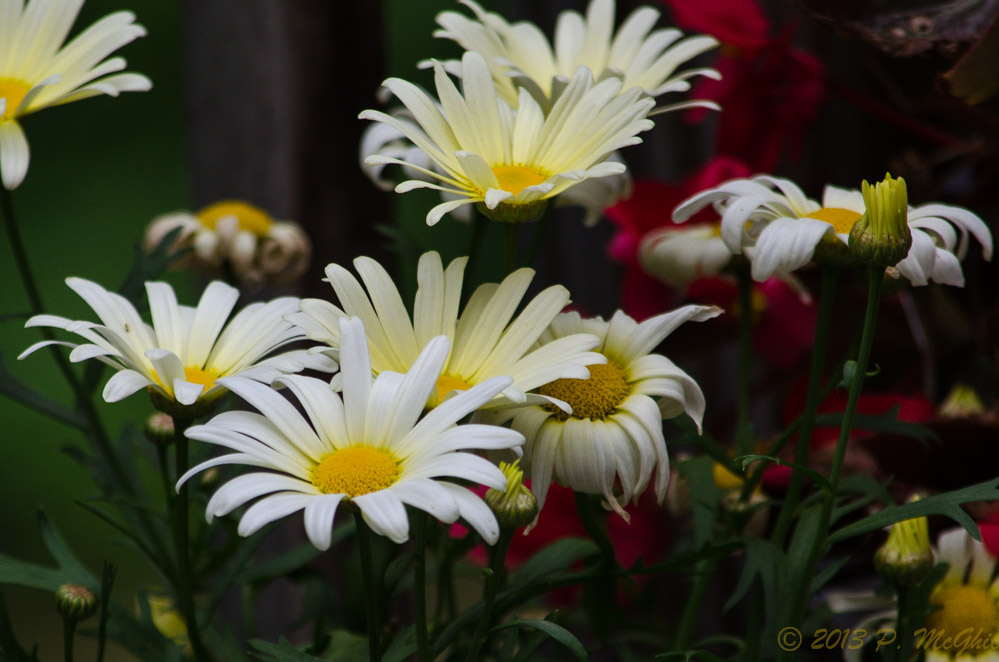 DSC_8430.jpg