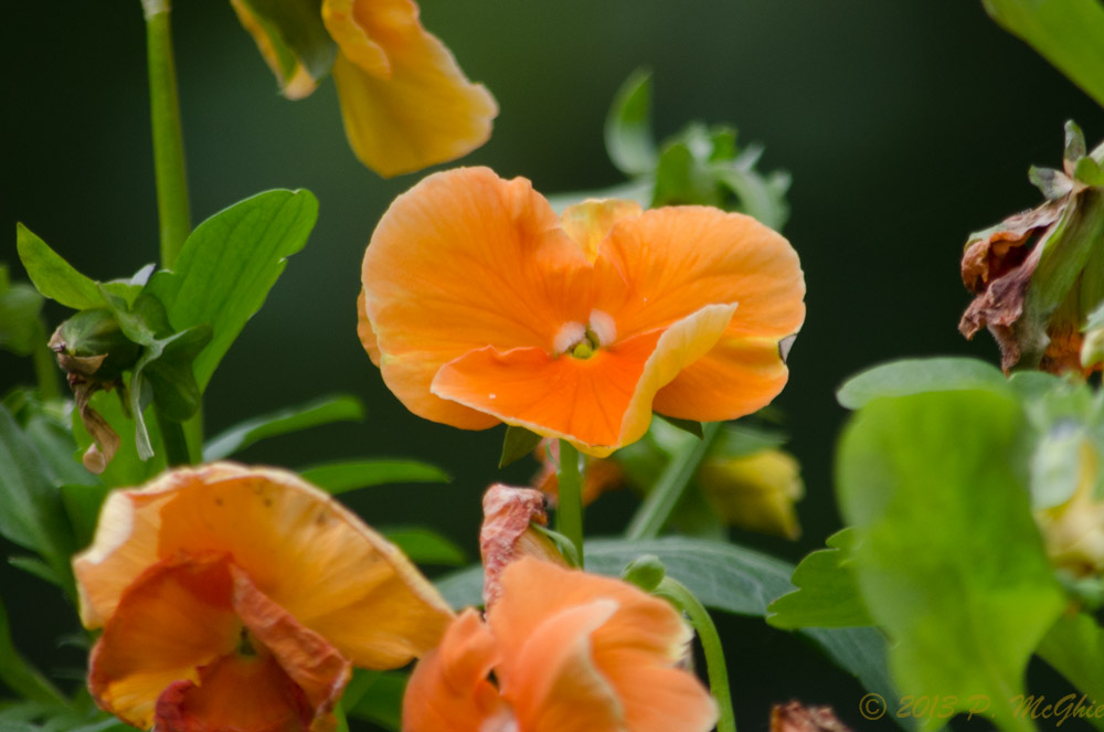 DSC_8431.jpg
