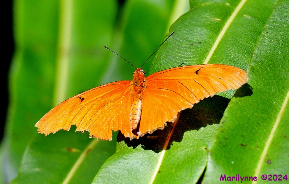 DSC_8431_001.JPG