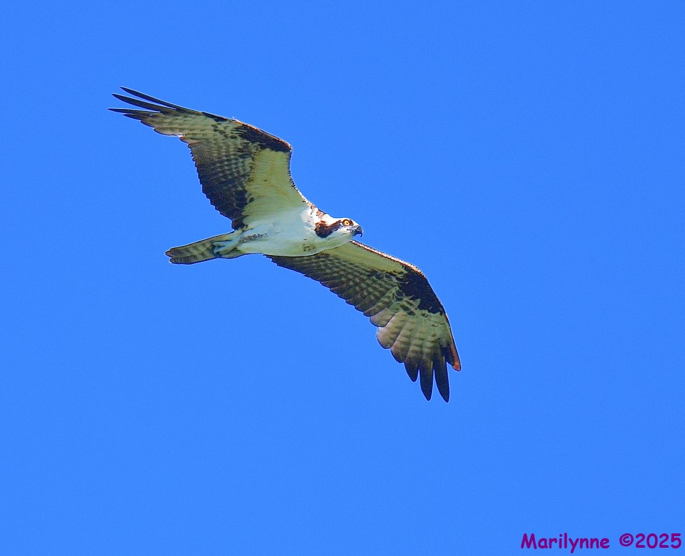 DSC_8433_001.JPG