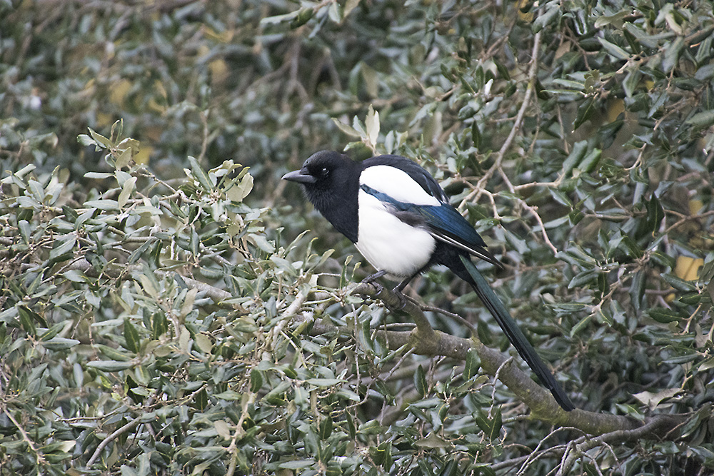 DSC_8437.jpg