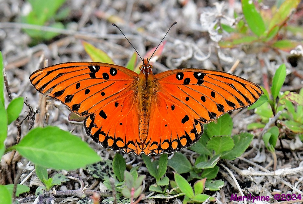DSC_8438_001.JPG