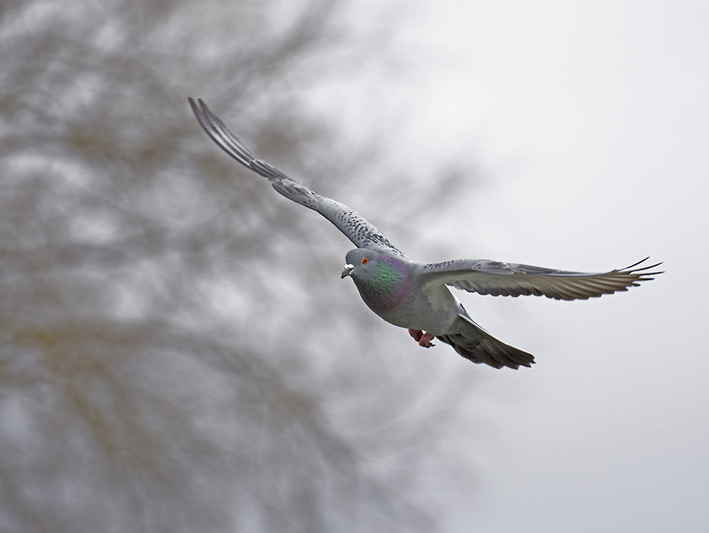 DSC_8440.jpg