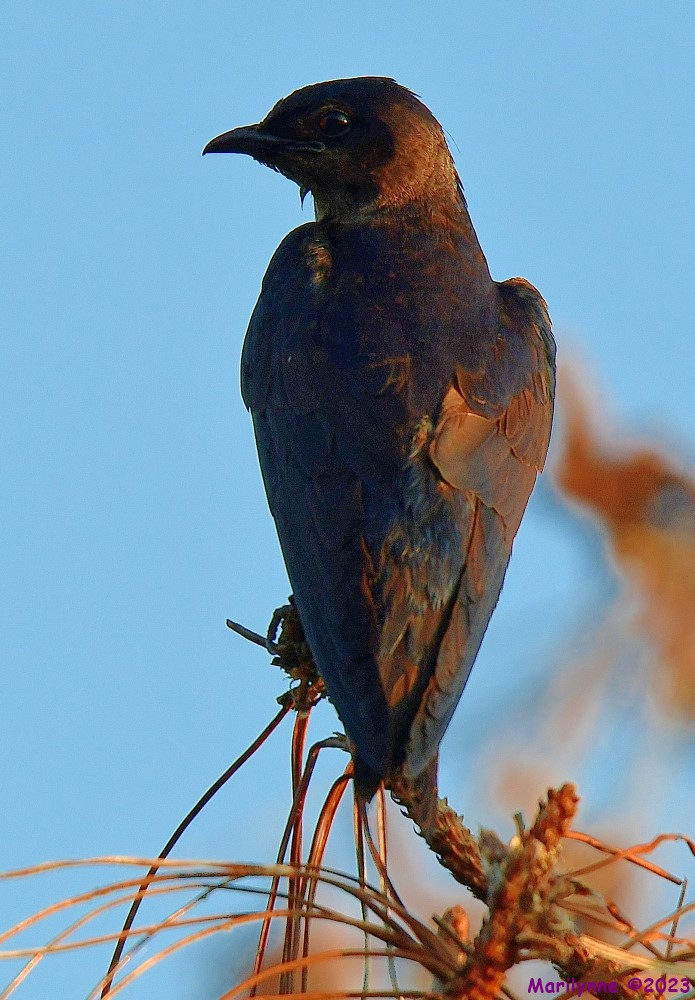 DSC_8440_001.JPG