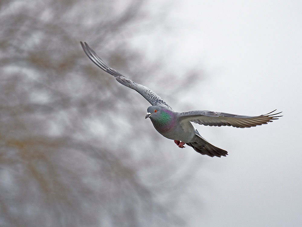 dsc_8440_25883967876_o.jpg