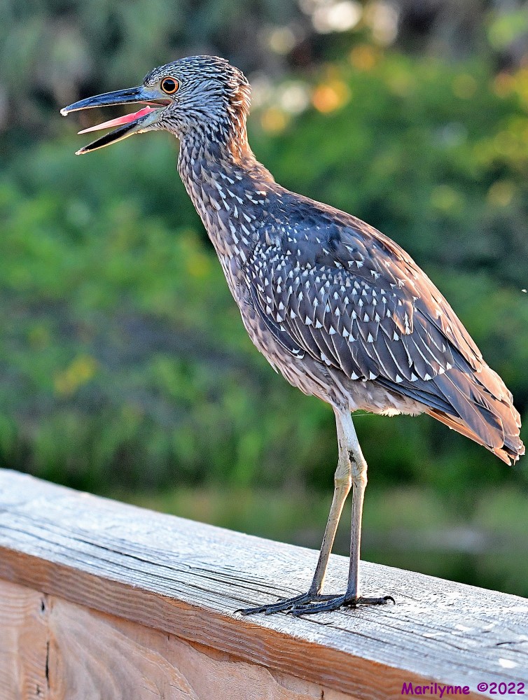DSC_8441_001.JPG