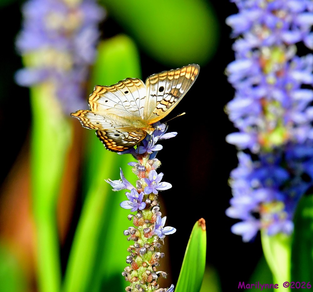 DSC_8442_001.JPG
