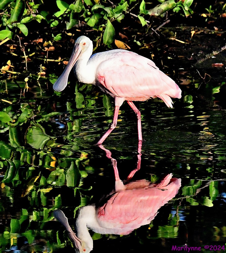 DSC_8443_001.JPG