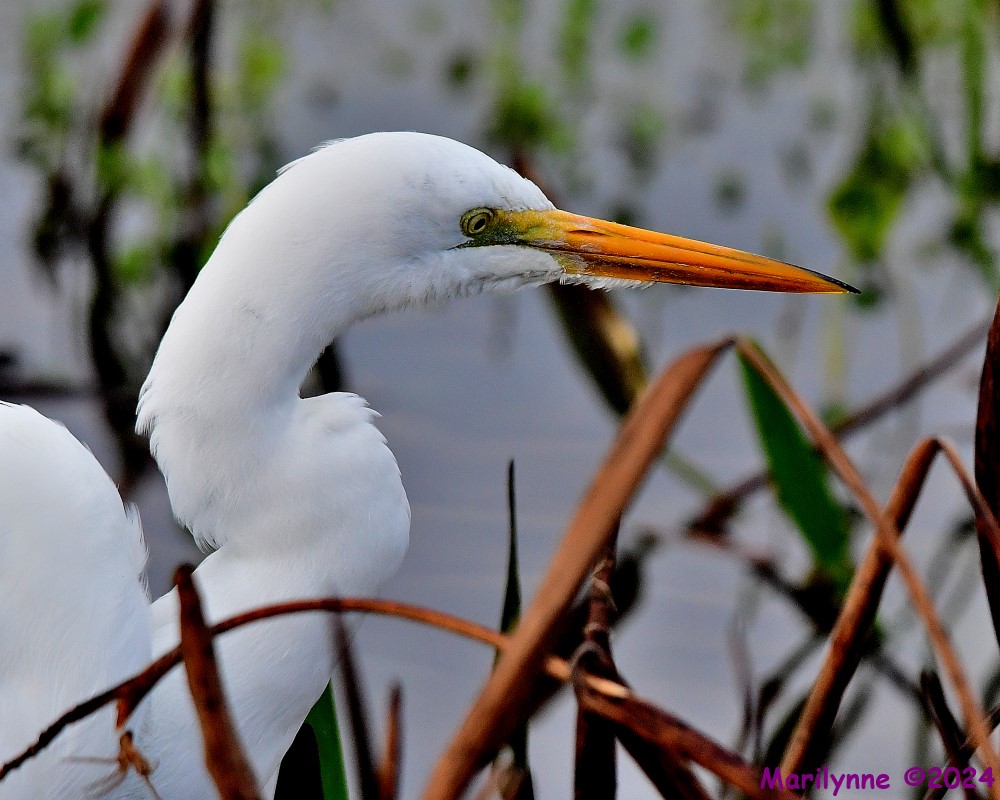 DSC_8445_001.JPG
