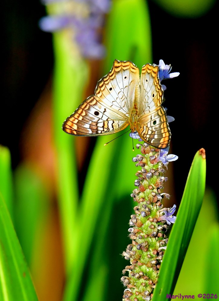 DSC_8445_001.JPG