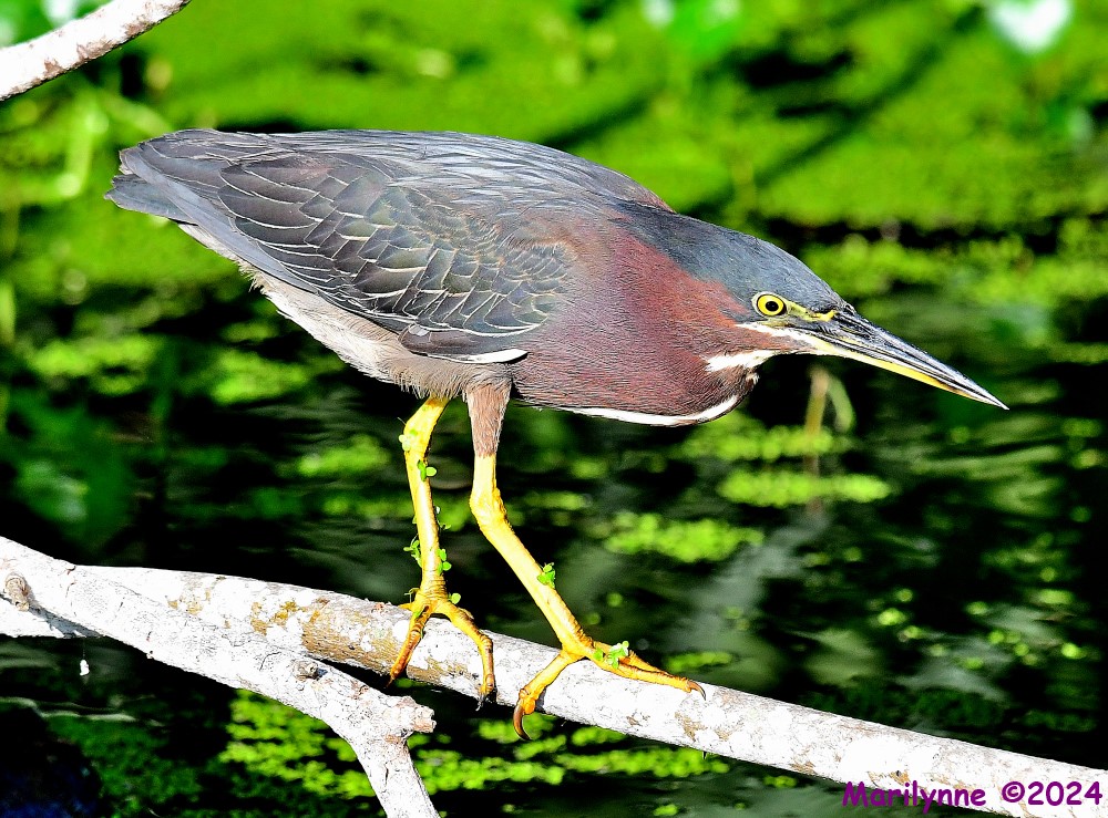 DSC_8446_001.JPG