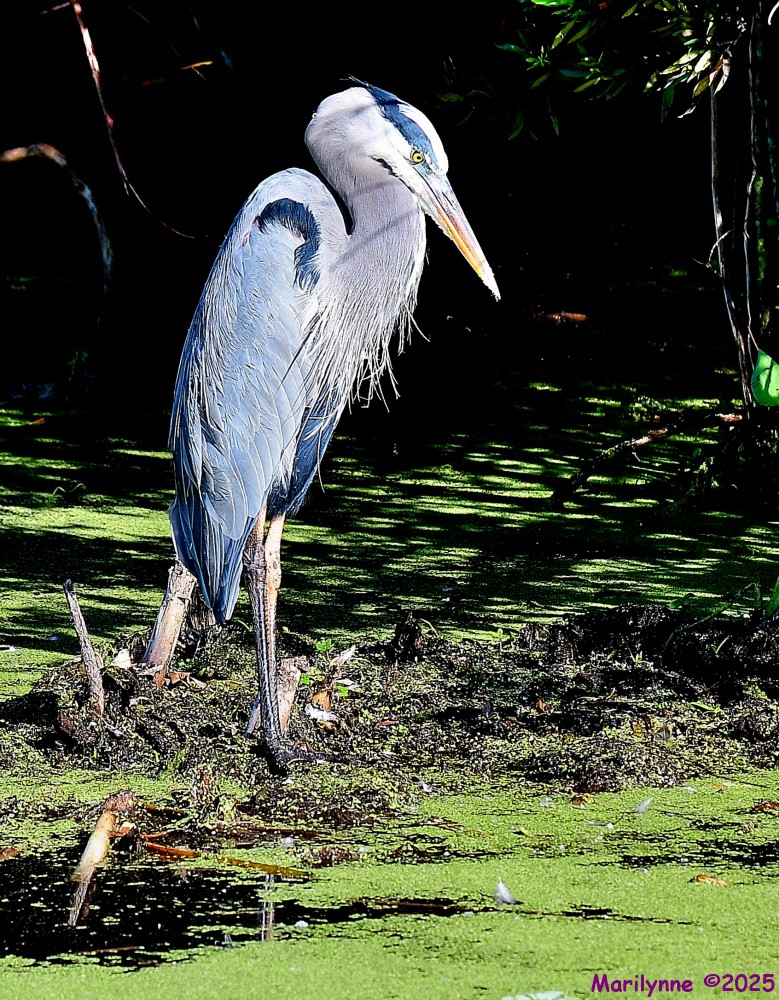DSC_8447_001.JPG