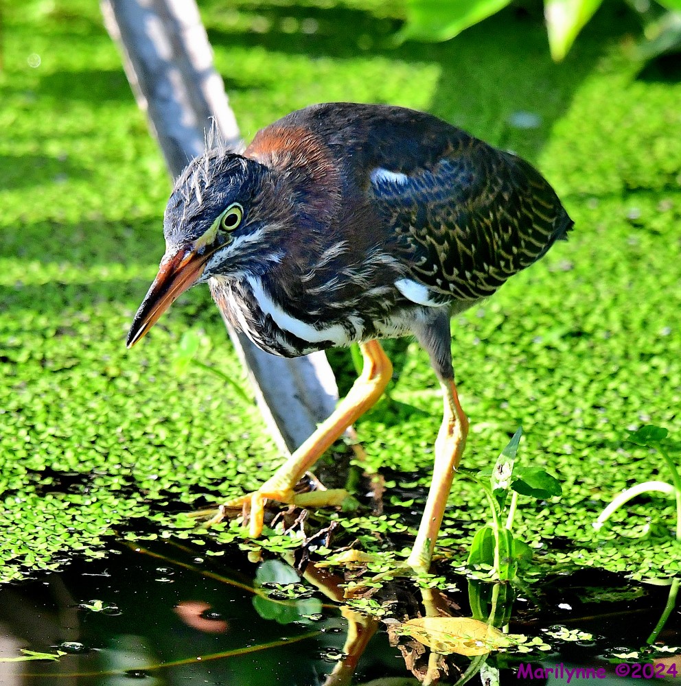 DSC_8448_001.JPG