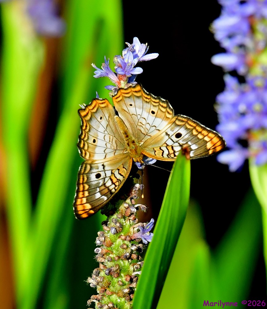 DSC_8448_001.JPG