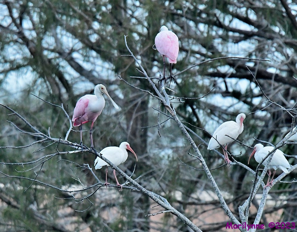 DSC_8449_001.JPG